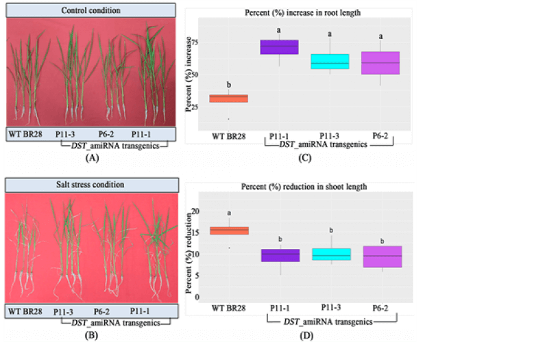 High yields combined with salt and drought tolerance in transgenic Bangladeshi Rice BRRIdhan 28
